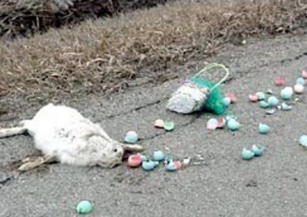 Easter-Bunny-Road-Kill.jpg